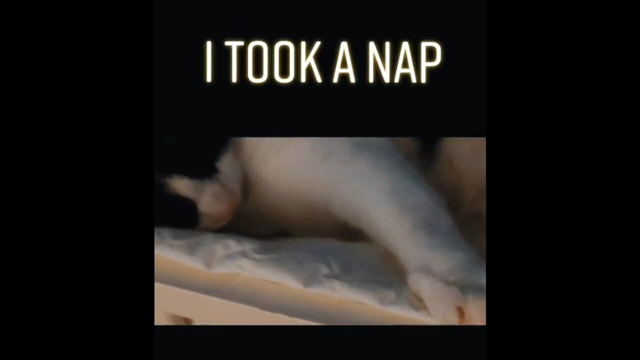 I took a cat nap