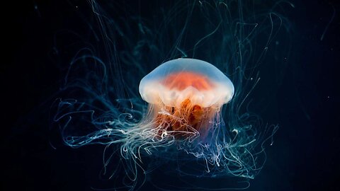 🔥 Unique Jellyfish Videos