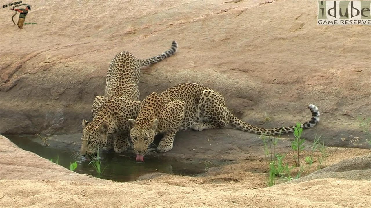 Leopards Drink and Play