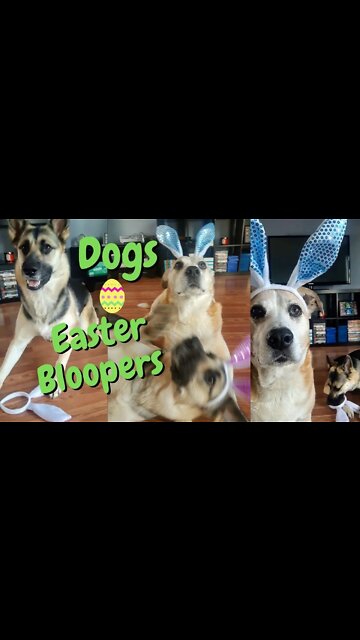 #shorts My Dogs Easter Bloopers 2021| Dog Memes