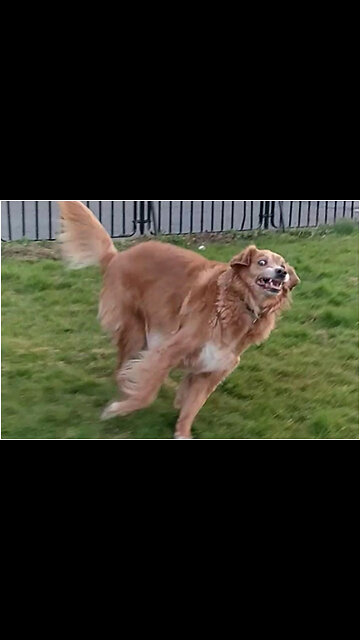 Most amazing Animals funny Videos of 2023 Compilation! #42