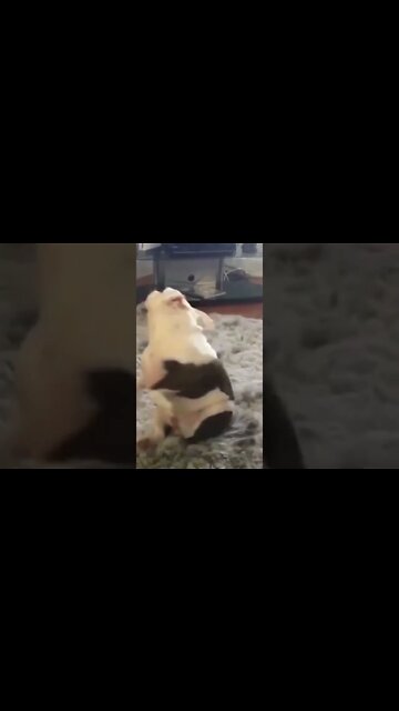 Fatos Sobre Os Animais - O Som dos Animais - Elefante, Leão, Cavalo, Cabra, Cão, Gato, Peixe #shorts