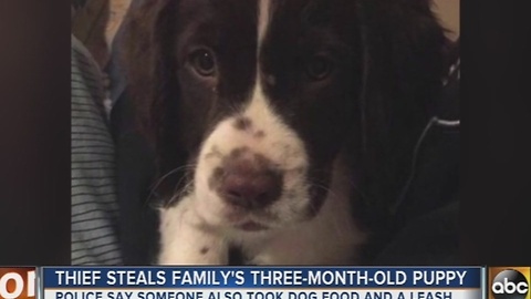 Family has 3-month-old puppy stolen