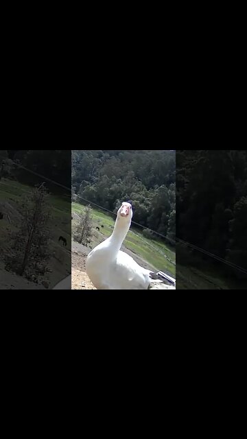 Spying on Edwin the goose. Is he suspicious?