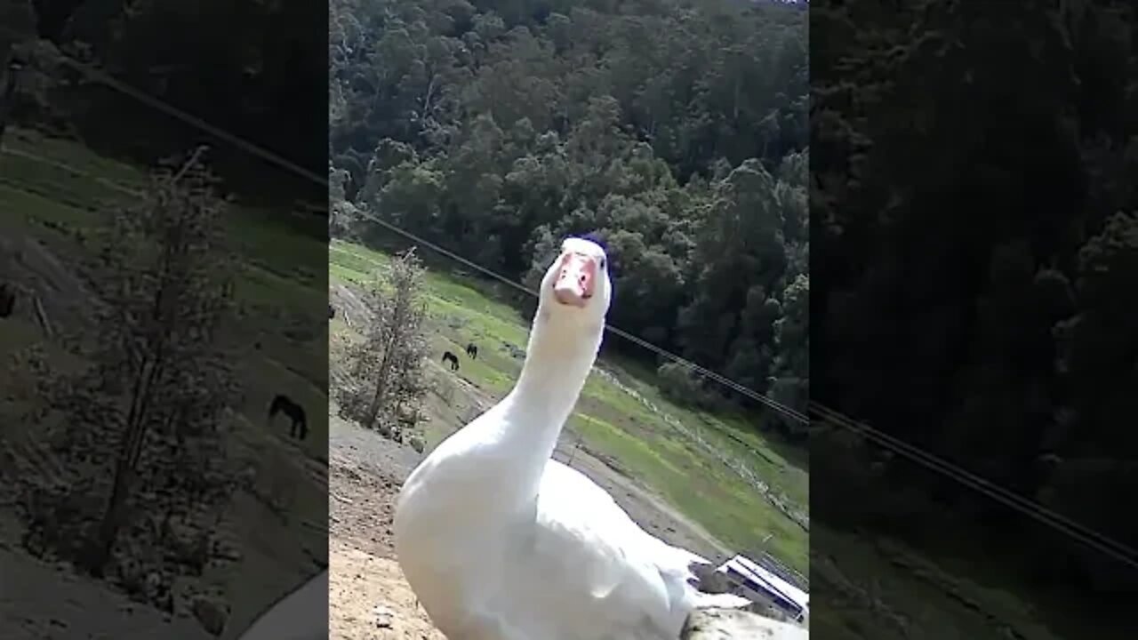 Spying on Edwin the goose. Is he suspicious?