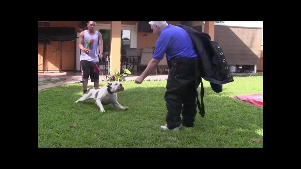 yt5s com How To Make Dog Become Fully Aggressive With Few Simple Tips 480p