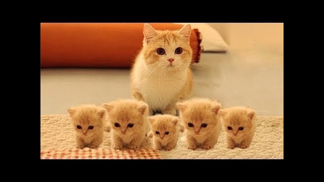 funny cats meow baby cute compilation