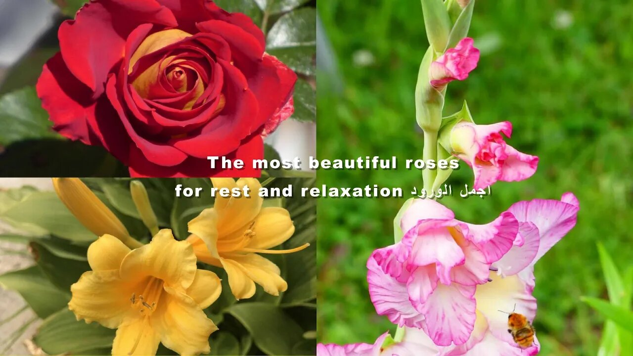 The most beautiful roses for rest and relaxation.اجمل الورود للراحة والاسترخاء مع صوت طيور جميلة