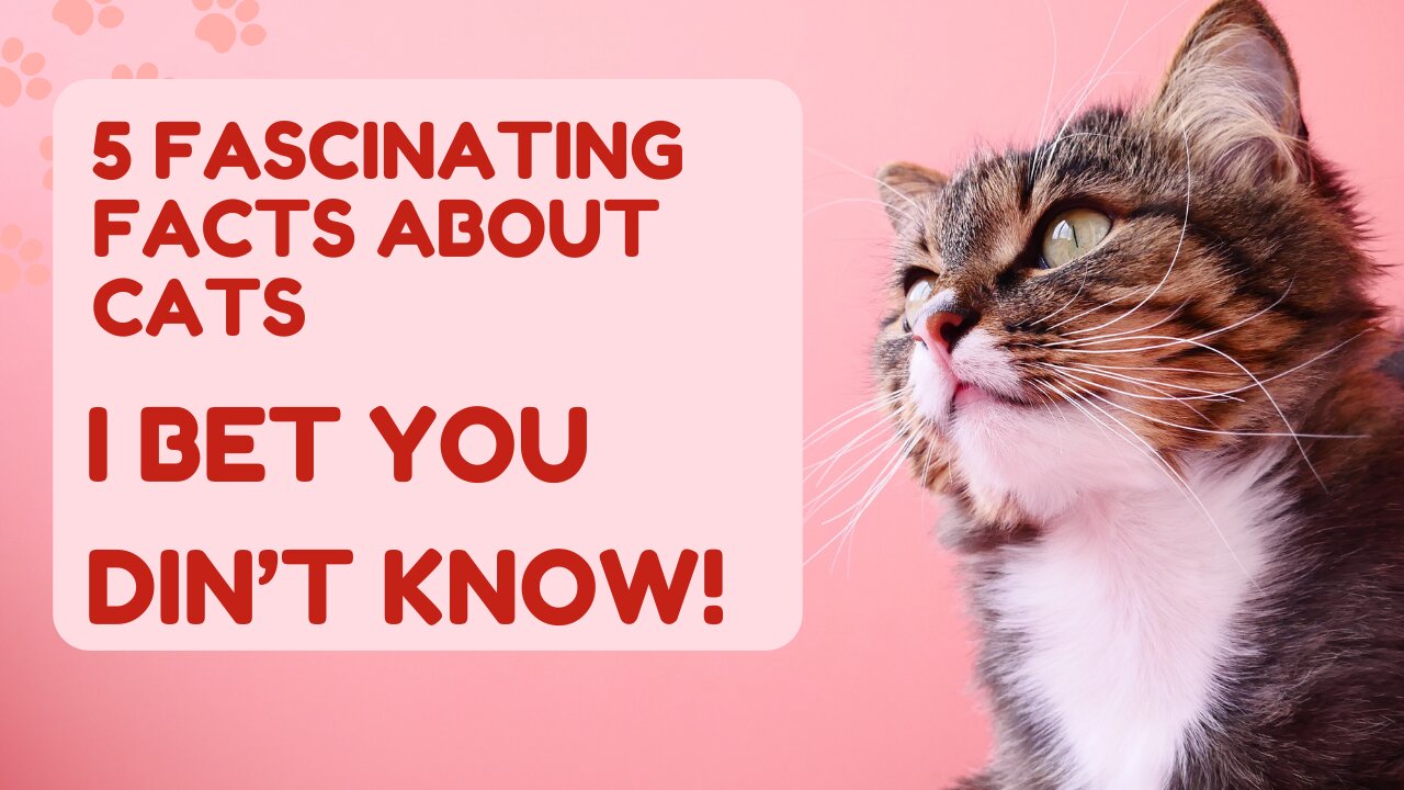 5 Fascinating facts about cats: I bet you din't know! 😺