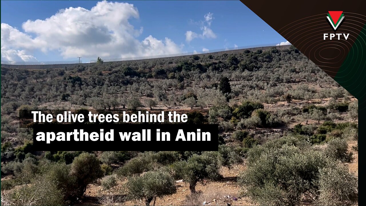 The olive trees behind the apartheid wall in 'Anin ‏