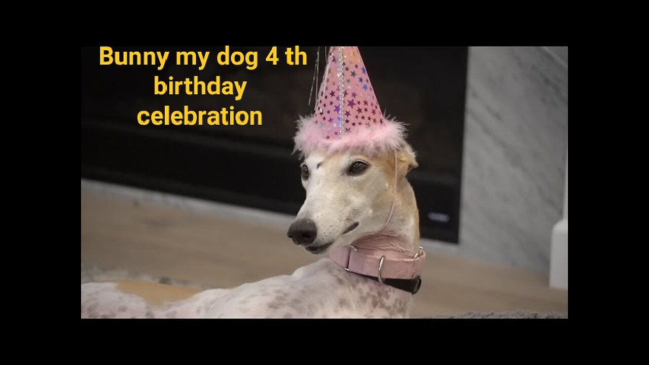 Bunny my dog 4th birthday celebration