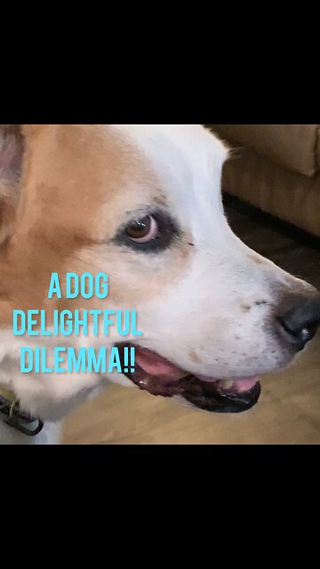 My Dog Delightful Food Dilemma!!