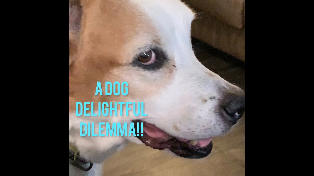 My Dog Delightful Food Dilemma!!