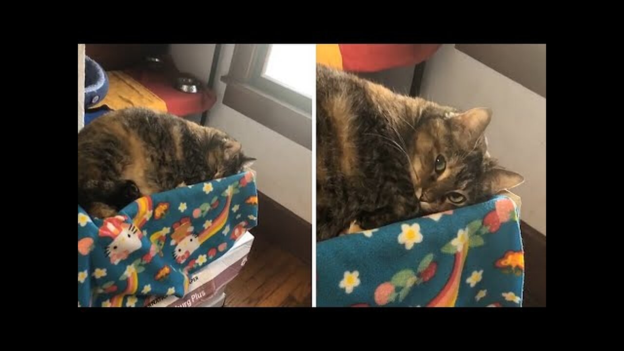 Cat pretends to sleep to avoid taking her medicine