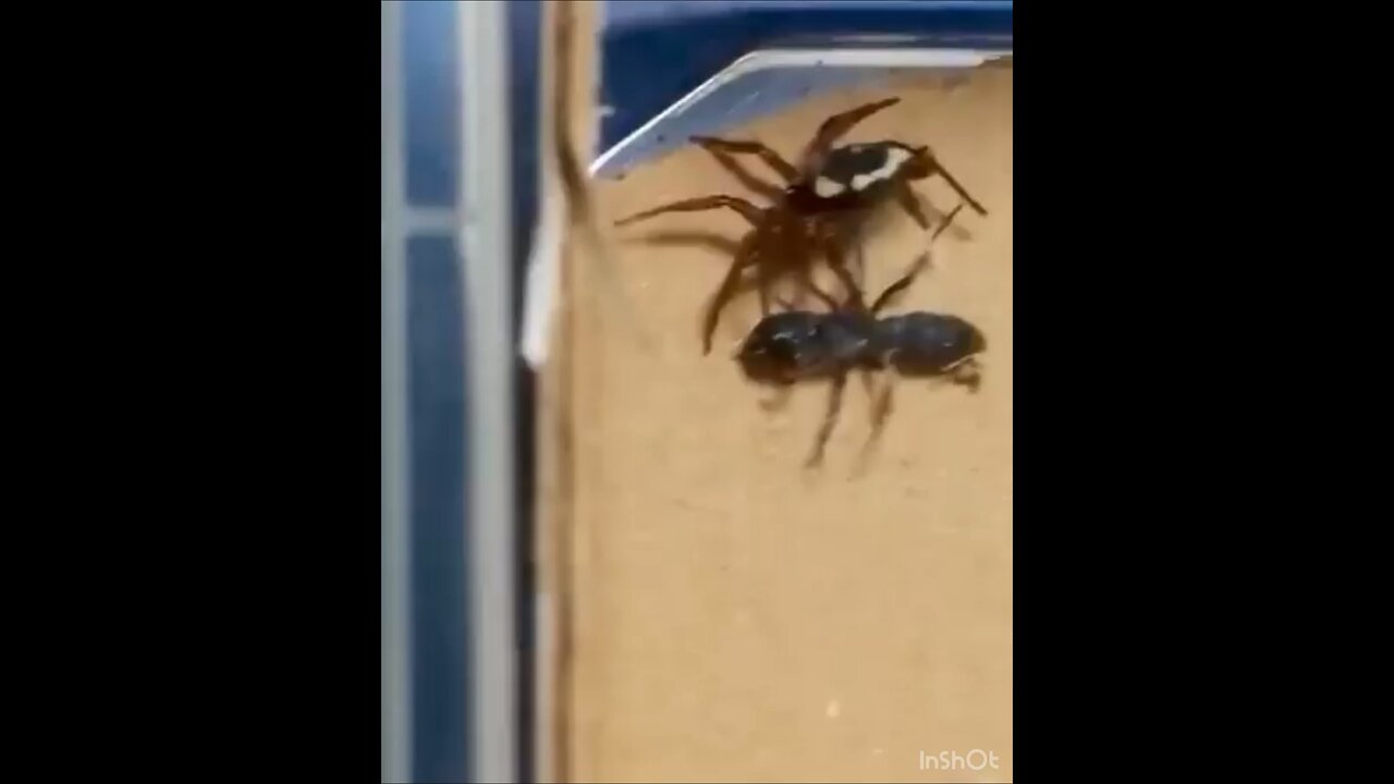 High-Speed Showdown: Wall Spider Vs Ant- I don’t know She’s The Queen of agility!