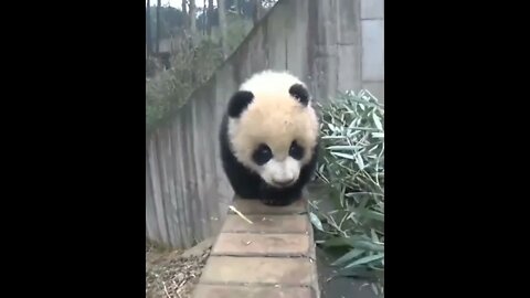 Cute baby panda🥰