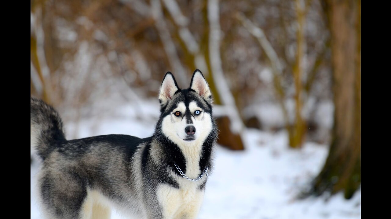 Jokes with dogs, funny dog, beautiful husky, games with pets, Siberian husky!!!