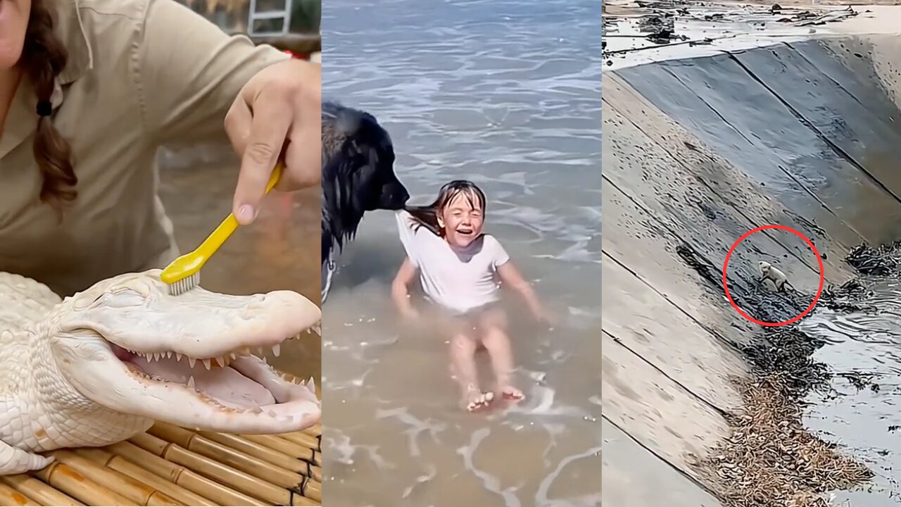 Plastic Crocodile skeleton and Baby dog fall in well