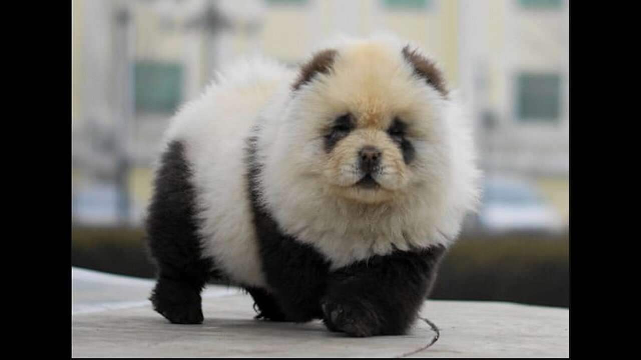 Cutest Chow Chow