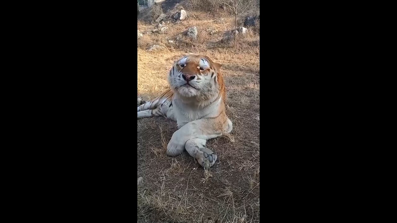 Tiger Sniffing 😷