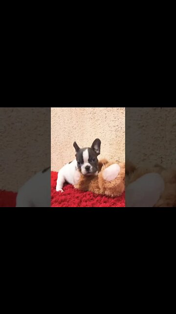 Katie loves her Teddy bear🥰 #shorts #puppy #puppylove #puppies