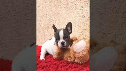 Katie loves her Teddy bear🥰 #shorts #puppy #puppylove #puppies