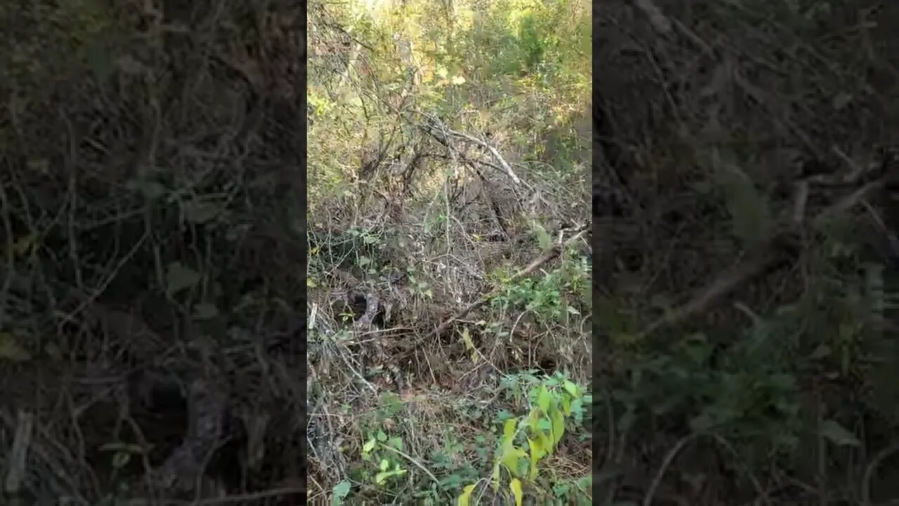 WALK ABOUT IN EAST TEXAS WITH TEX AND MRS. TEX