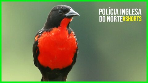 POLÍCIA INGLESA DO NORTE [Leistes Militaris] #shorts