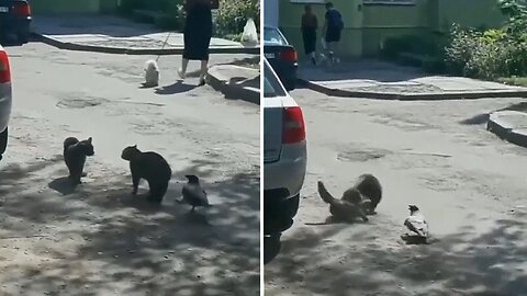 Crow ignite a fight between cats