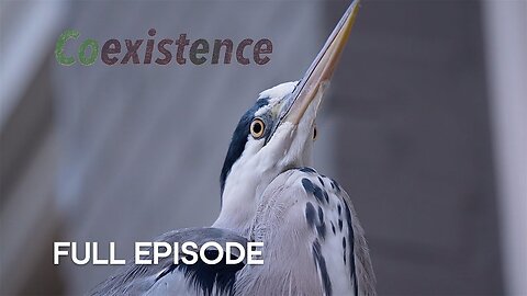 Meet the Herons of Amsterdam - Coexistence - BBC Earth