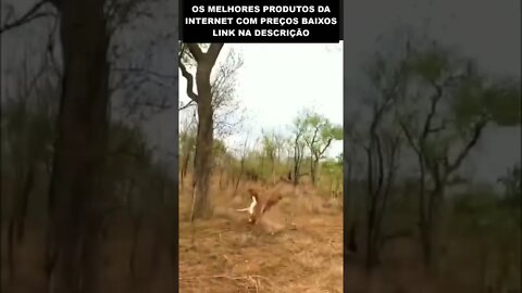 bicho morto caindo da árvore 😱😱😱