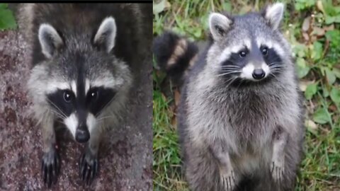 Pet raccoon 🦝 lunch for testing food