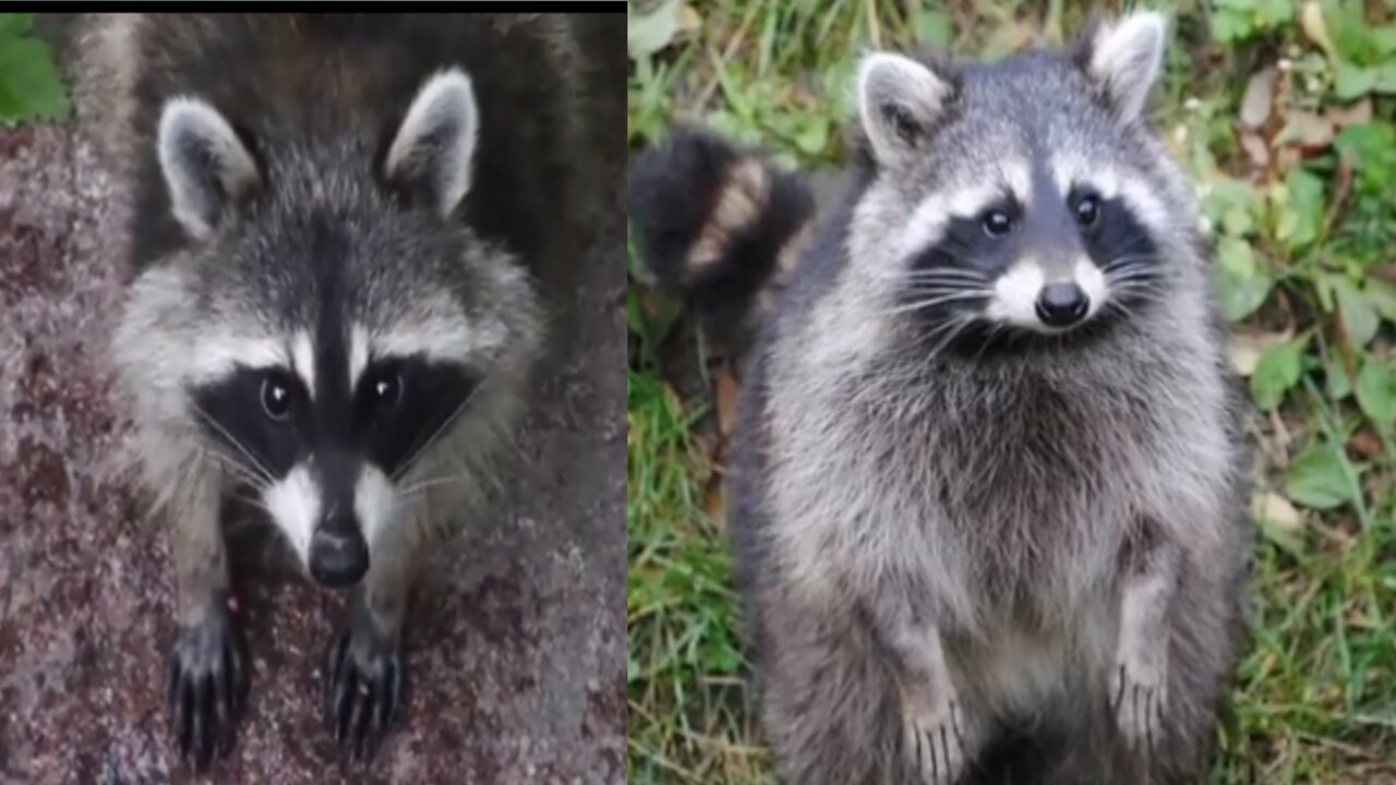 Pet raccoon 🦝 lunch for testing food