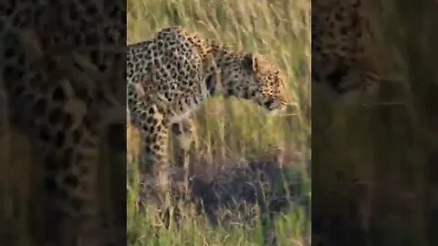 Wildlife Sightings Today 02/04/22 (Lions, Leopard, etc) | Lalashe Maasai Mara | #shorts