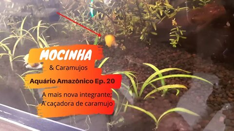 🔴 Surto ou Infestação de Caramujos? Conheça a Simpática Predadora "Mocinha"