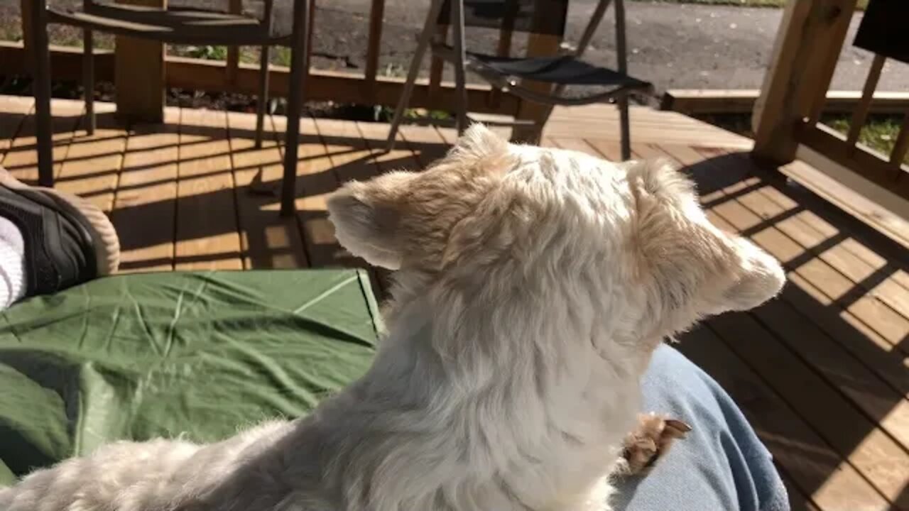 Milwaukee grease gun and more fluffy puppies