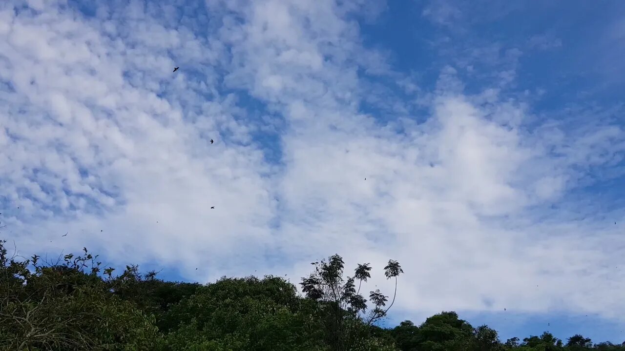 Andorinhas fazendo a festa com os insetos no calor