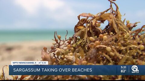 Sargassum blob hitting Treasure Coast just before Memorial Day weekend
