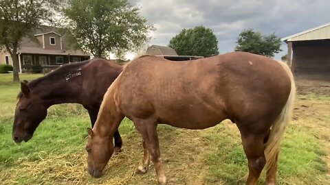 Part Two - Visit With Horses In Lightening & Thunder Storm - Buddy Boo Boo Update