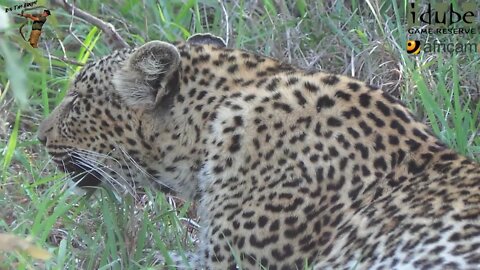 Leopard Roar