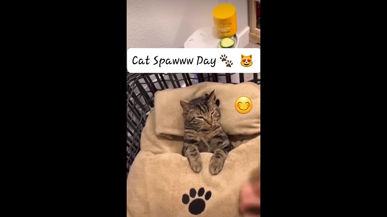 Relaxation: Cat living the good life - Cat Spawww Day 🐾 😻 😆