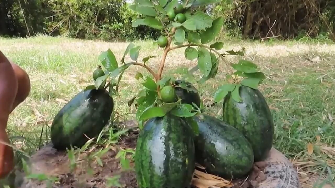 Can you get guava and watermelon by grafting guava branches and Watermelon