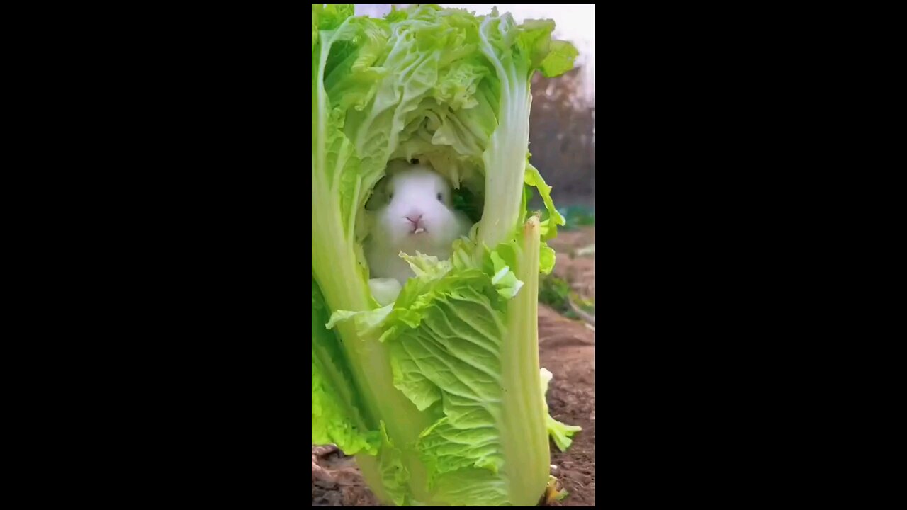 Cute, Beautiful Rabbits Eating