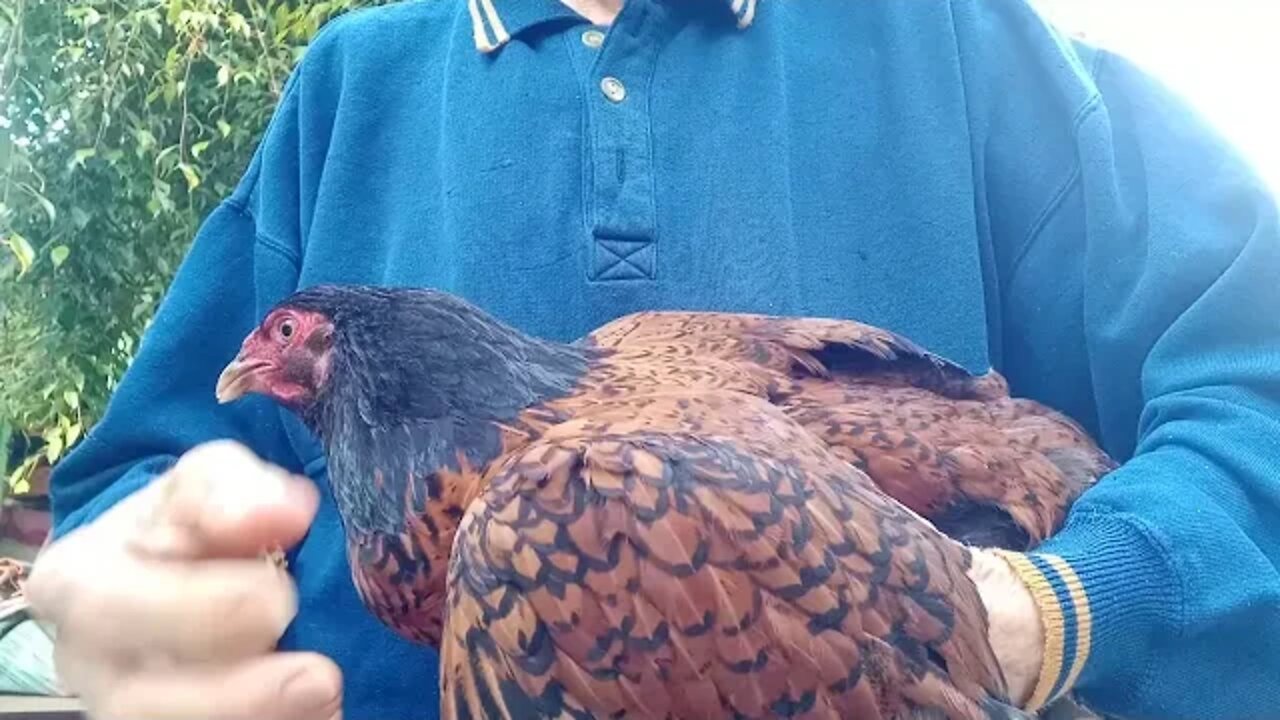 How to Worm a chicken, Bantam hen, 22nd October 2020