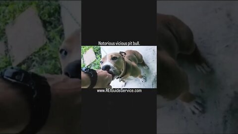 pit bulls are notoriously vicious...