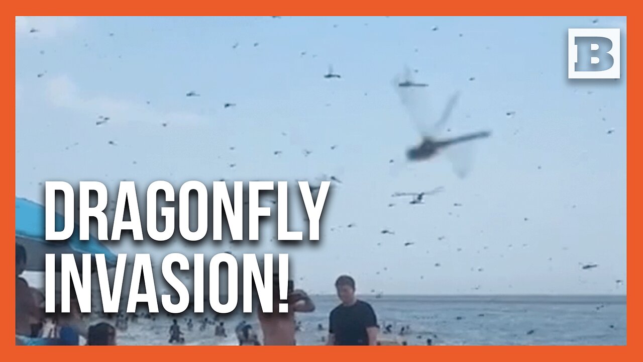 Surreal Scene: Thousands of Dragonflies Descend on RI Beach