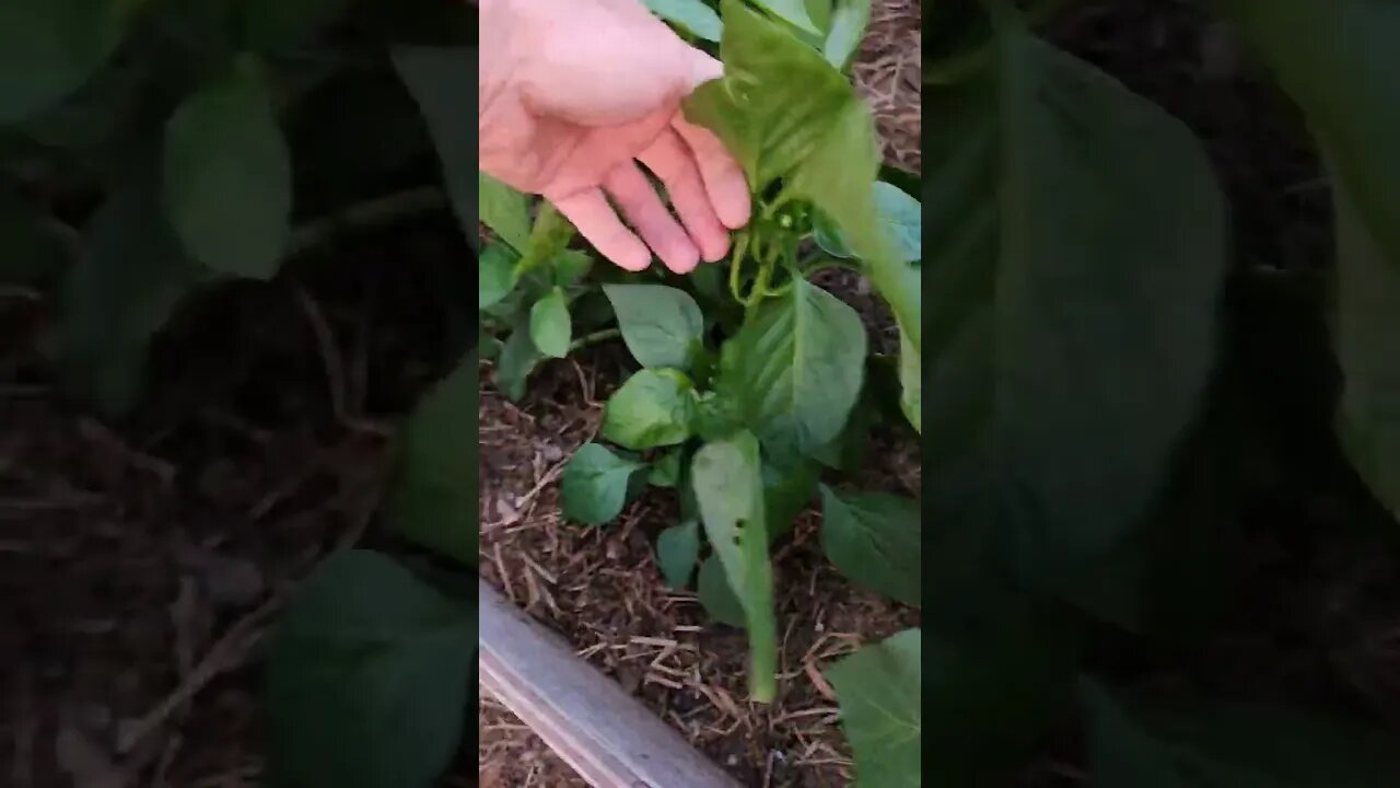 #shorts #garden #peppers