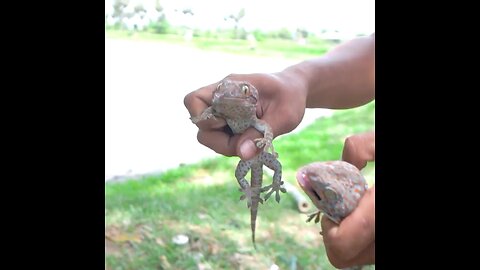 Lizard dish