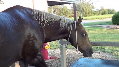 Buddy Horse Got Hurt - Two Kinds Of Horses Those That Are Hurt - Those That Will Be Hurt