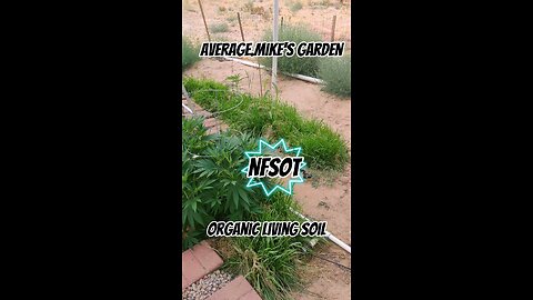 Intro to my garden